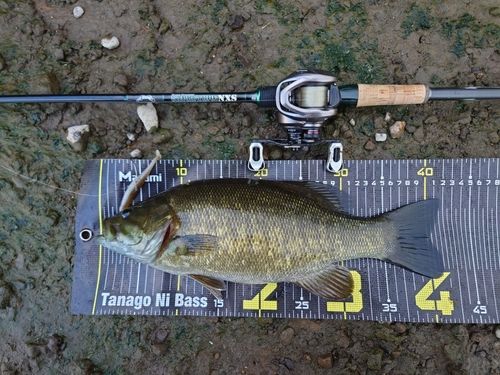 スモールマウスバスの釣果