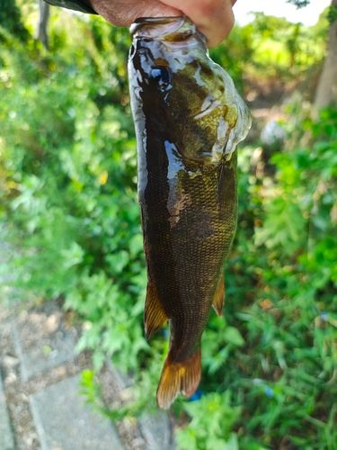 スモールマウスバスの釣果
