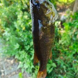 スモールマウスバス