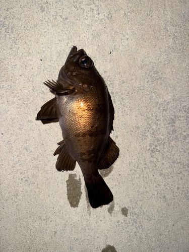 メバルの釣果