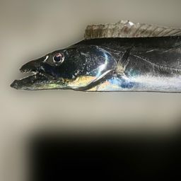 タチウオ