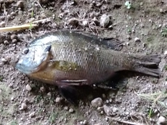 ブルーギルの釣果