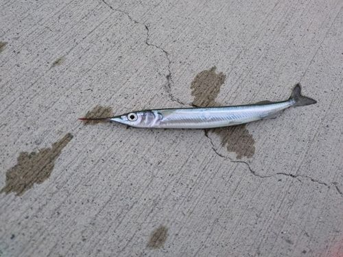 サヨリの釣果