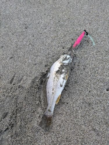 ニベの釣果