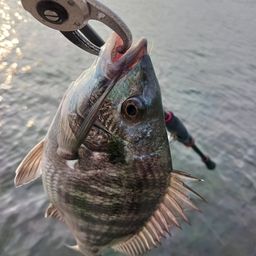 クロダイ