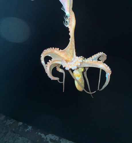 タコの釣果