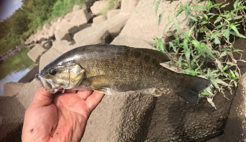 スモールマウスバスの釣果