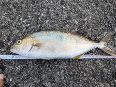 ショゴの釣果