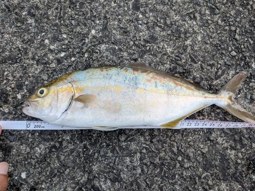 ショゴの釣果
