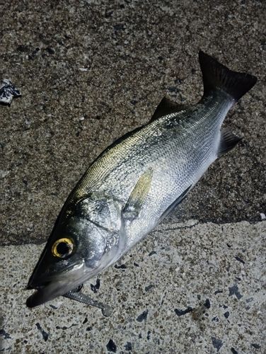 セイゴ（ヒラスズキ）の釣果