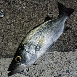 セイゴ（ヒラスズキ）