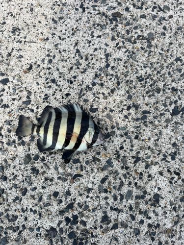 イシダイの釣果