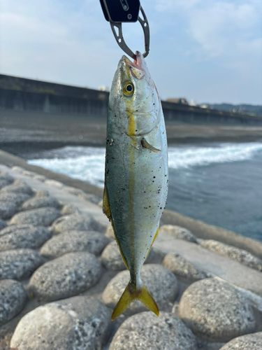 ワカシの釣果