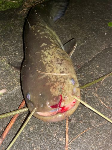ナマズの釣果