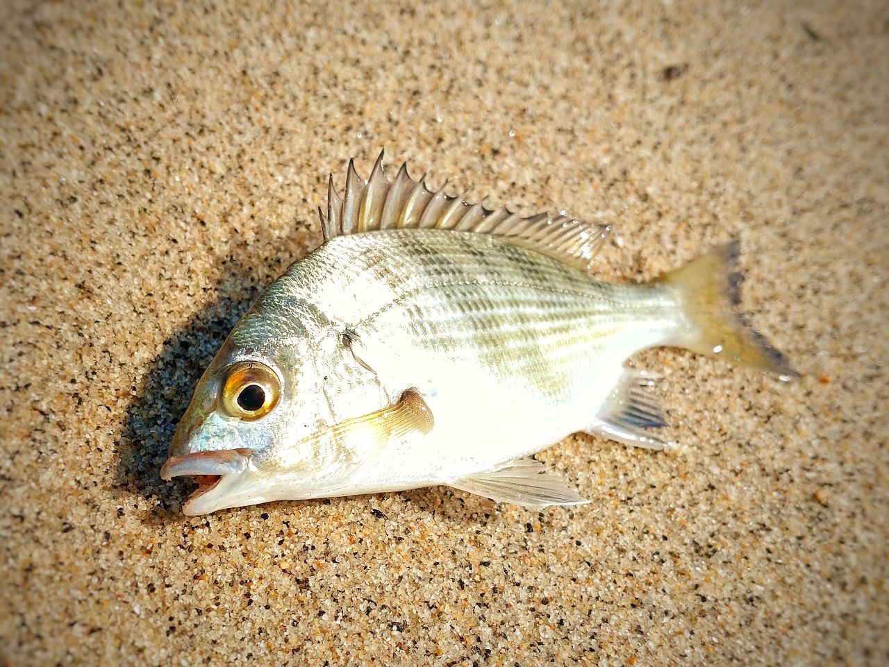 使用1回 程度良好 ダイワ BJ IKADA 70 カセ チヌ クロダイ 黒鯛 ダイワ