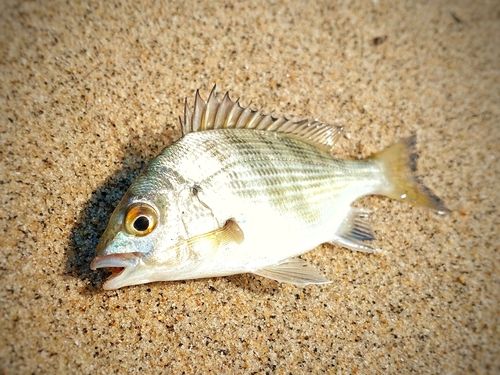メイタの釣果