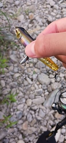 オイカワの釣果