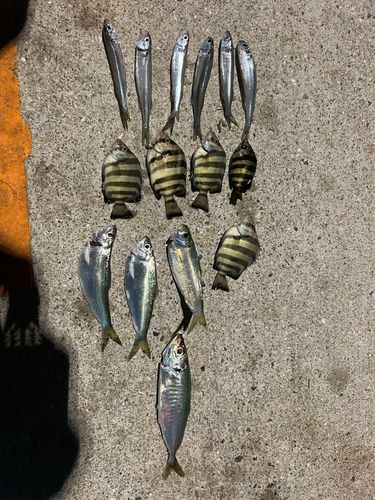 釣果