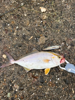 ショゴの釣果