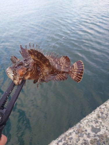 オニオコゼの釣果