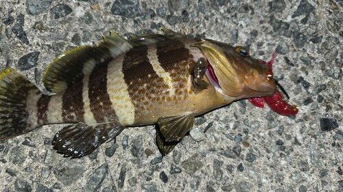 アオハタの釣果