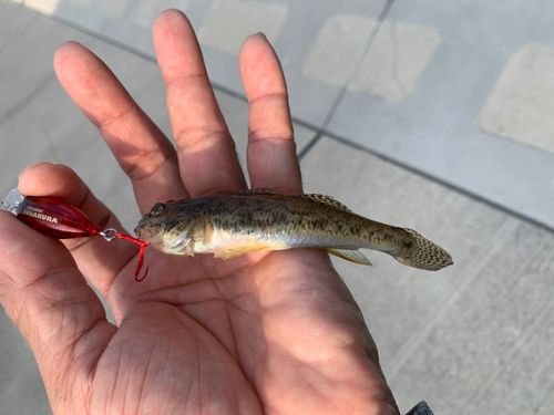 ハゼの釣果