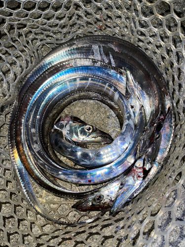 タチウオの釣果