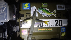 マアジの釣果