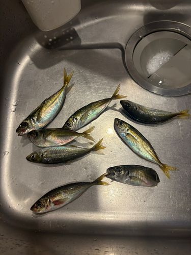 アジの釣果