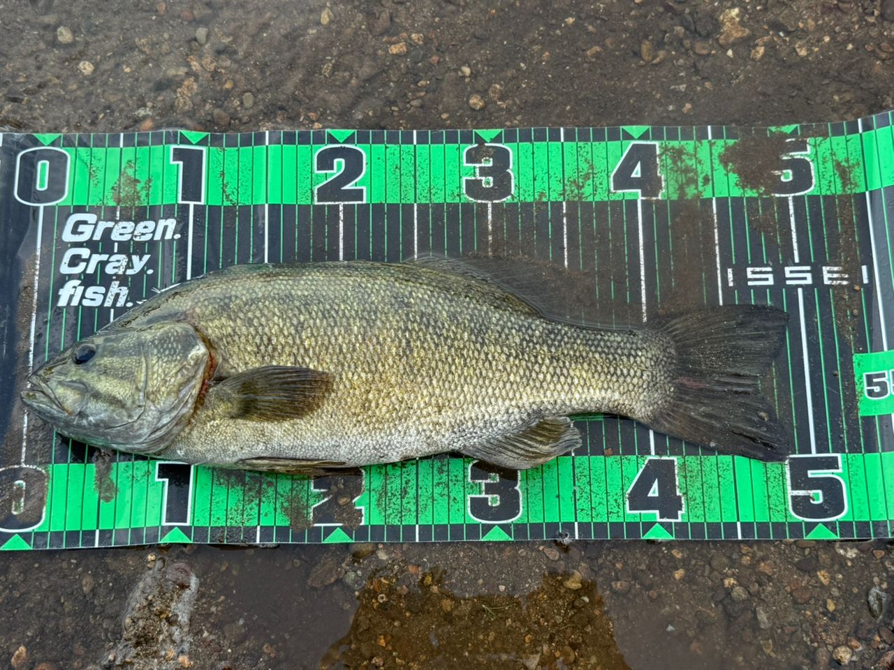 スモールマウスバス