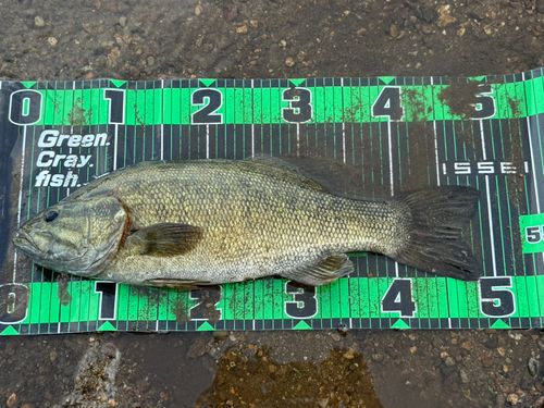 スモールマウスバスの釣果