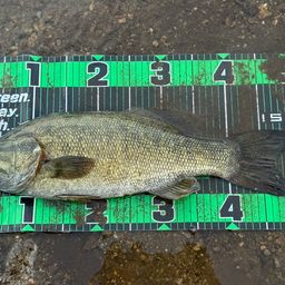 スモールマウスバス