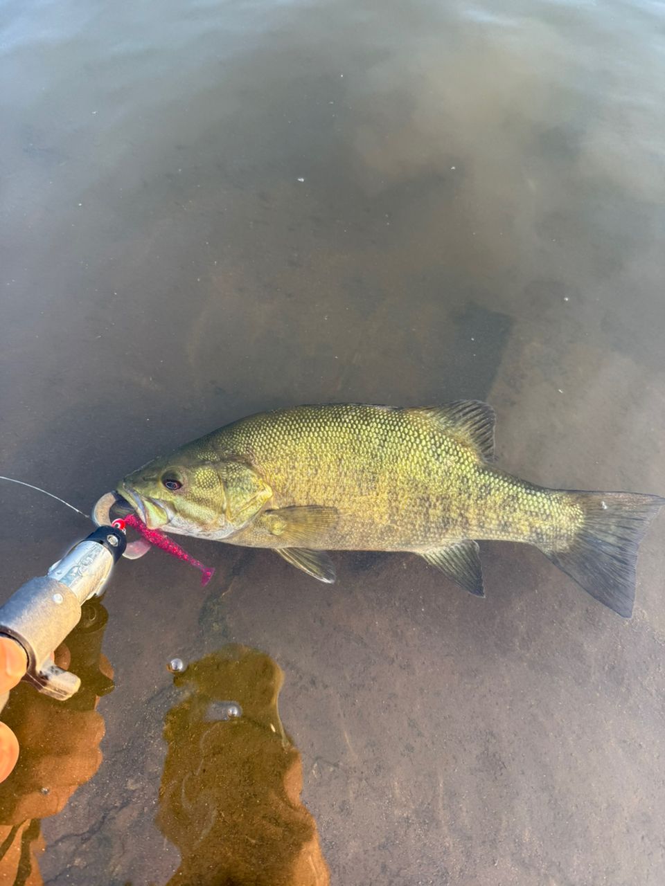 スモールマウスバス