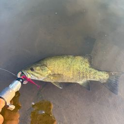 スモールマウスバス