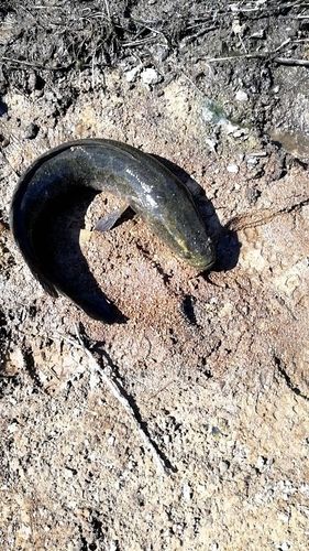 ライギョの釣果