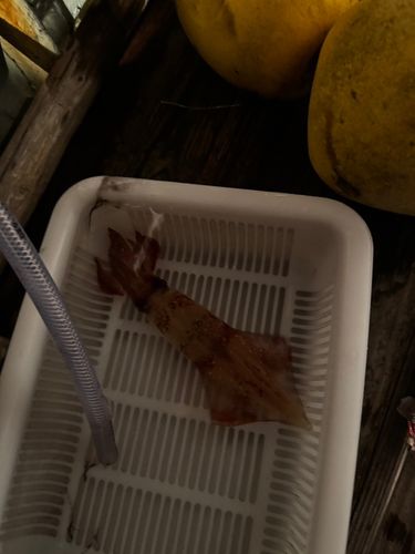 ケンサキイカの釣果
