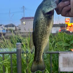 ラージマウスバス