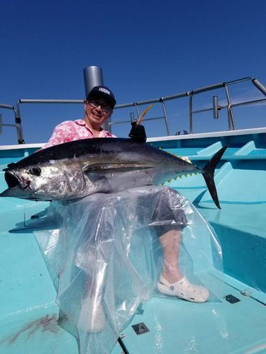 キハダマグロの釣果