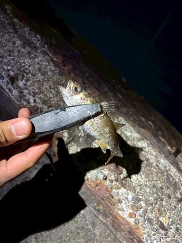 アカムツの釣果