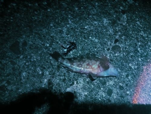 ガシラの釣果