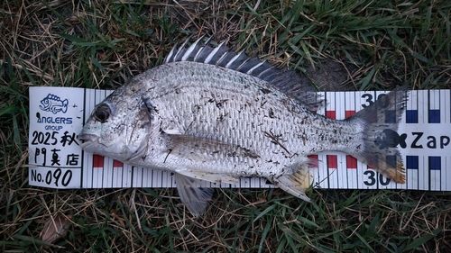 キビレの釣果