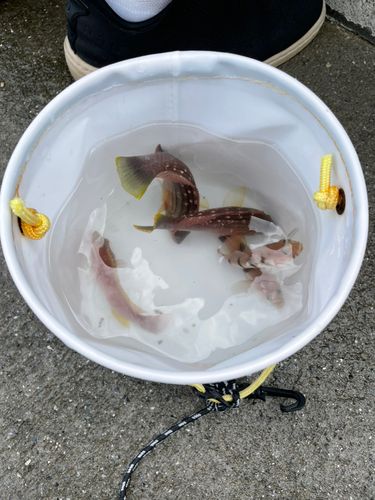 ホシササノハベラの釣果