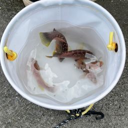ホシササノハベラ