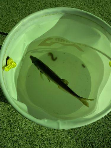 釣果