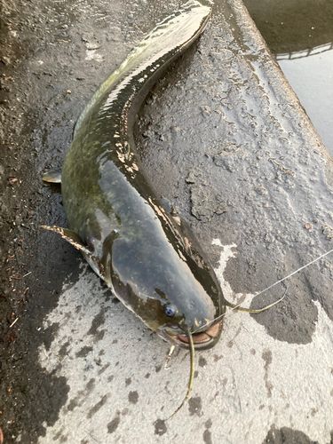 マナマズの釣果