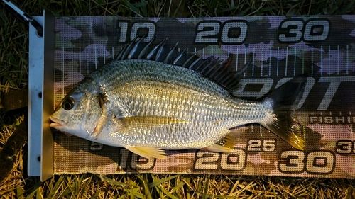 キビレの釣果
