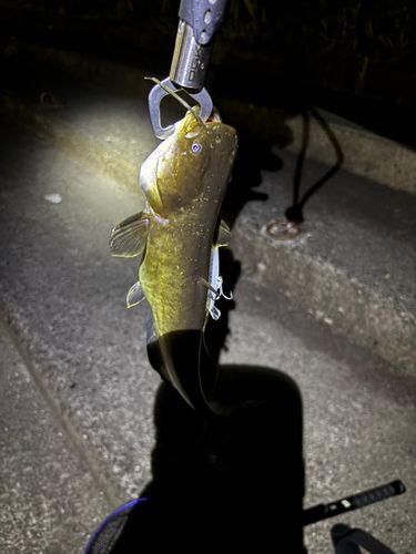 ナマズの釣果