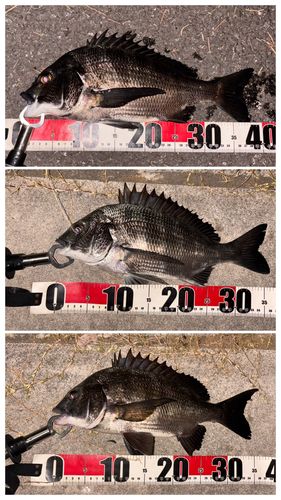 クロダイの釣果
