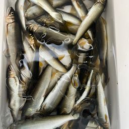 アユ