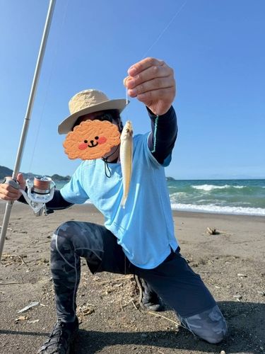 シロギスの釣果